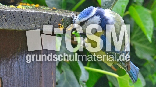 Blaumeise_mit_Futter (06).jpg